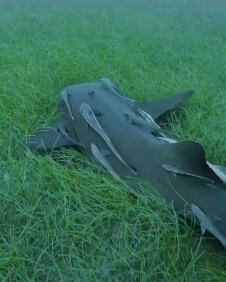 Video by Whales Nation on Pinno: 1. Remoras Traveling on the Body of a ...
