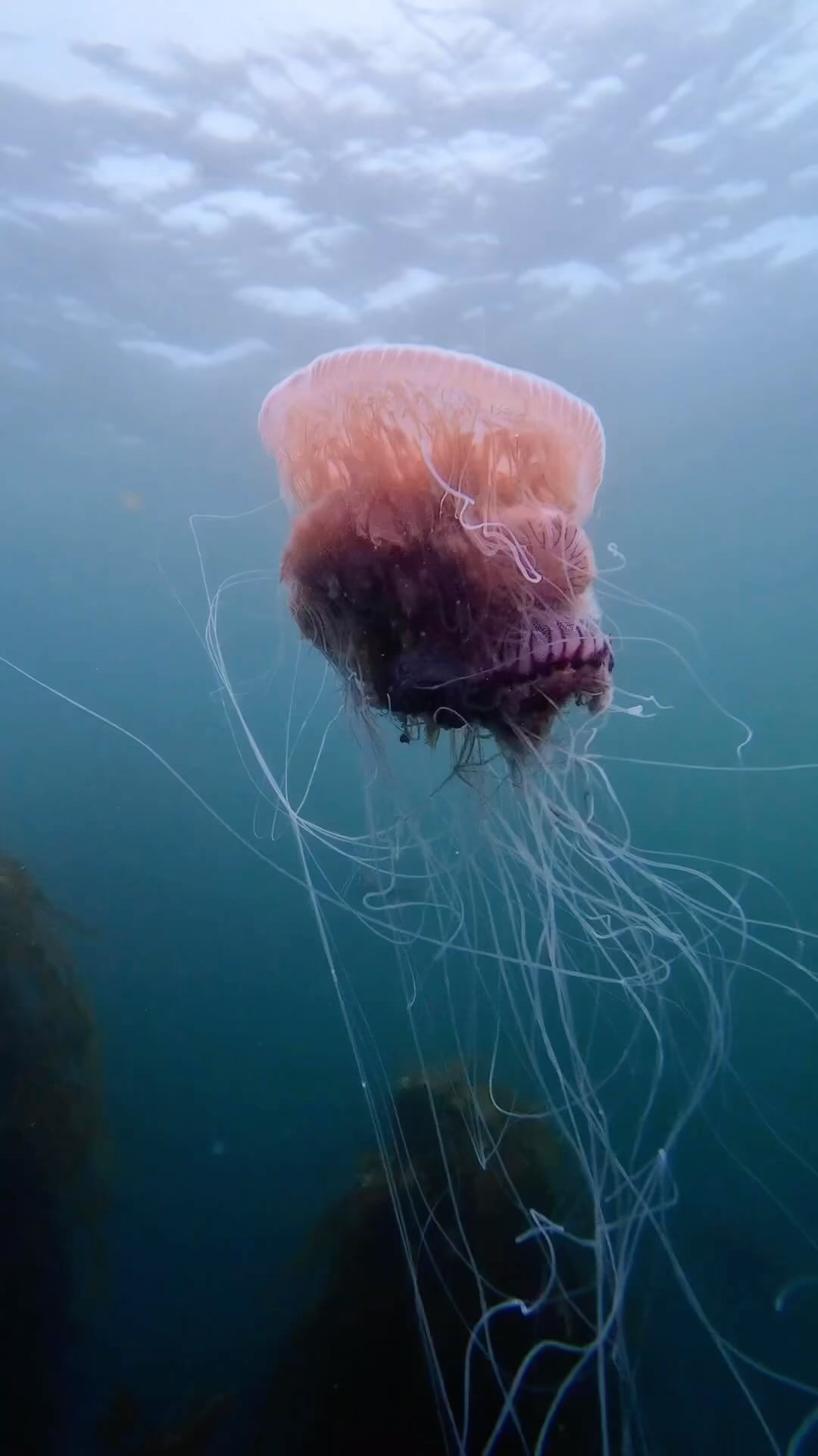 africanimals@instagram on Pinno: Fantastic dive by @mermaid_danii