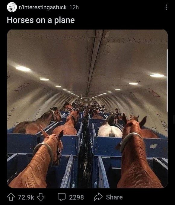 animalswheretheyshouldntbe@instagram on Pinno: Horses on a plane