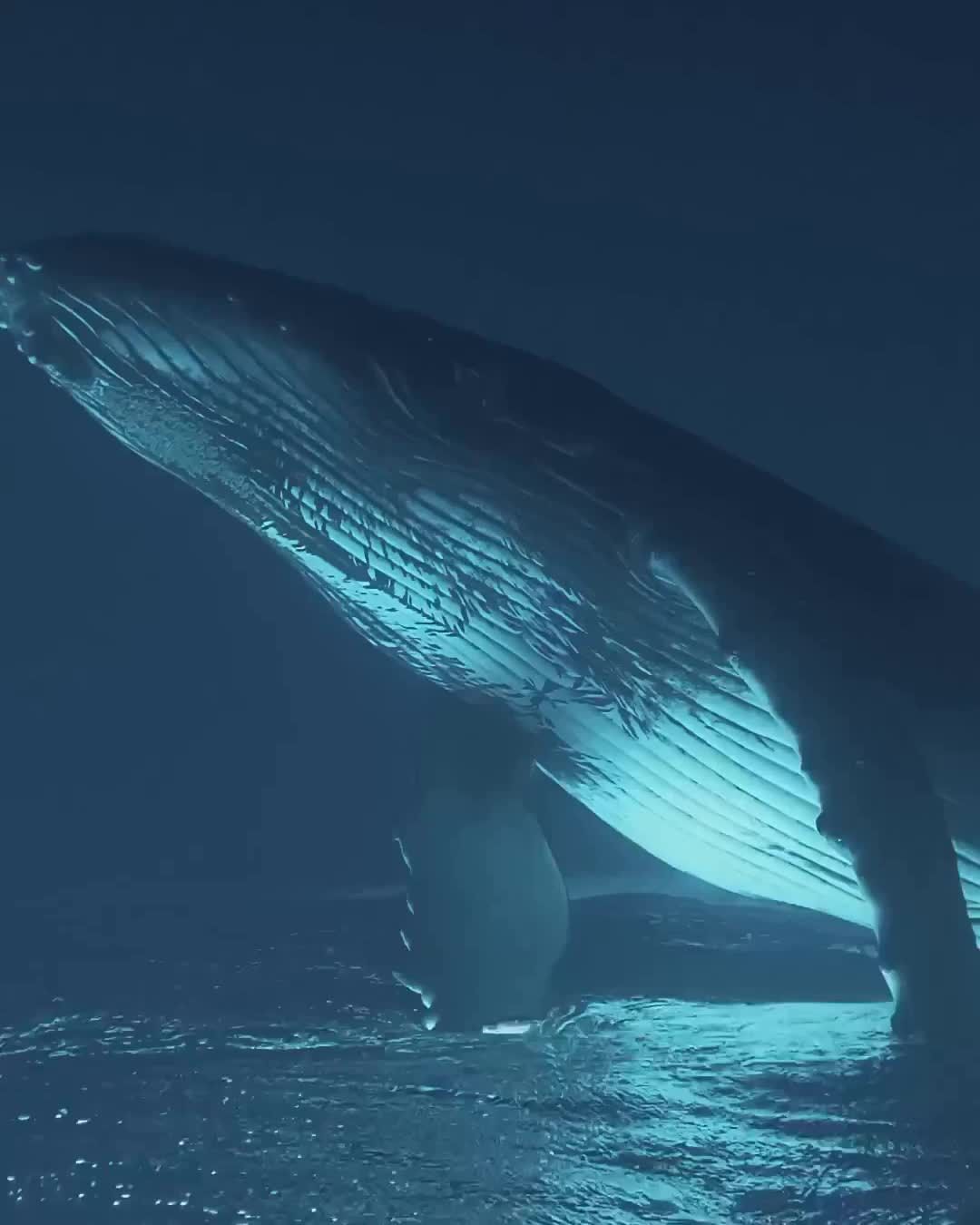 discover_whales@instagram on Pinno: Tag a friend who'd love this!⁣ 📹: 1....