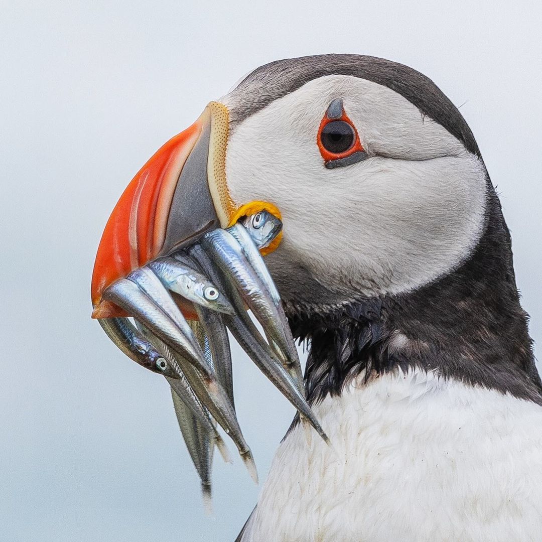 Warren Price 📷 🐾 on Pinno: Puffisher … 😜 #creative_wildlife #birdli...