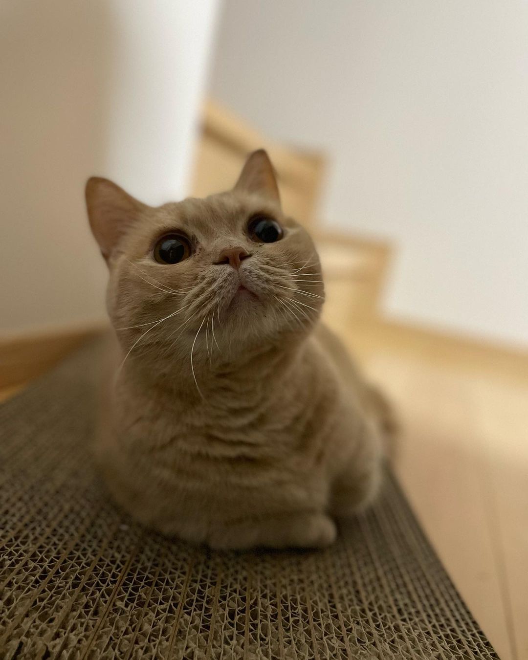 マンチカン cat_img_1_d2eeee527546.jpg