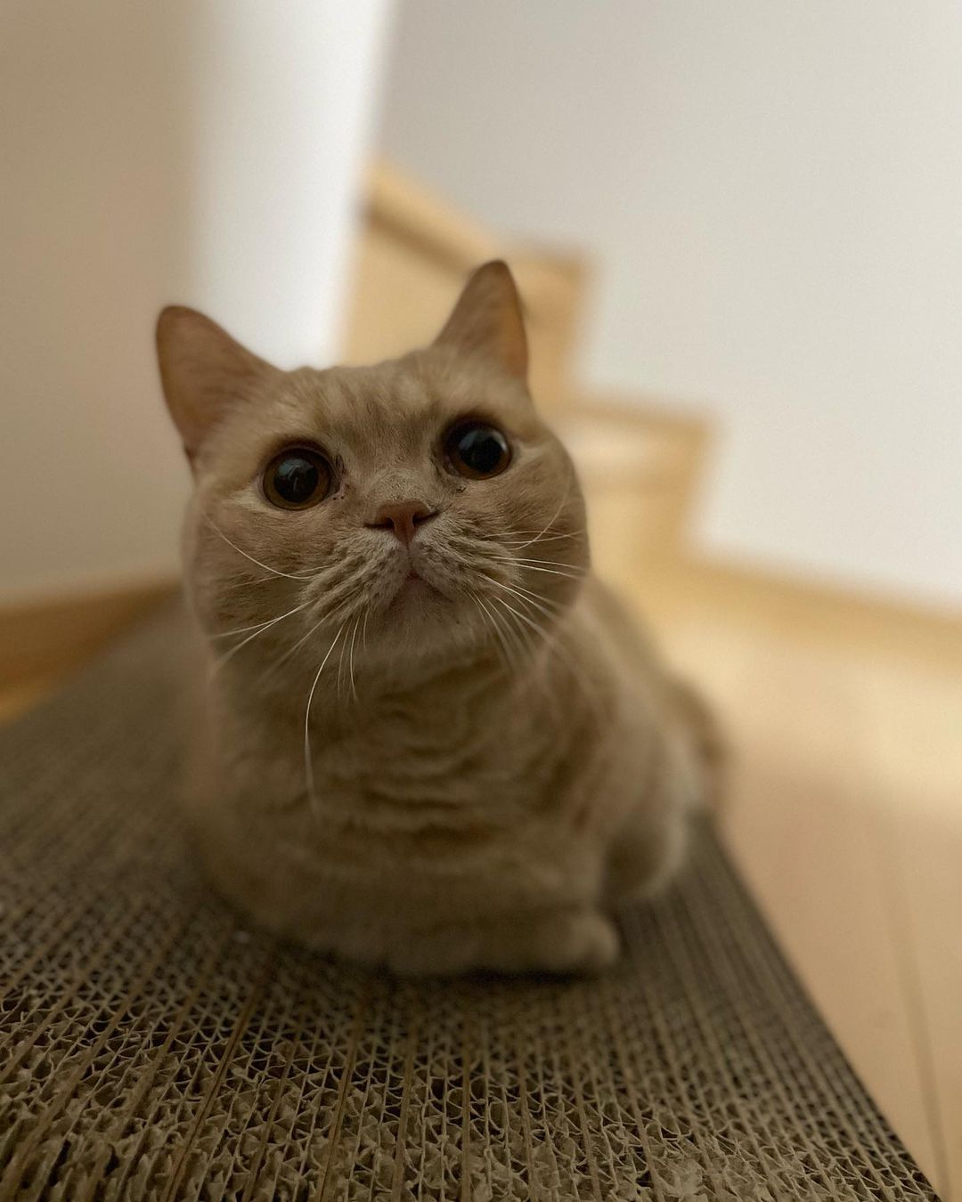 mugiiii0719@instagram on Pinno: 最近のおむぎ