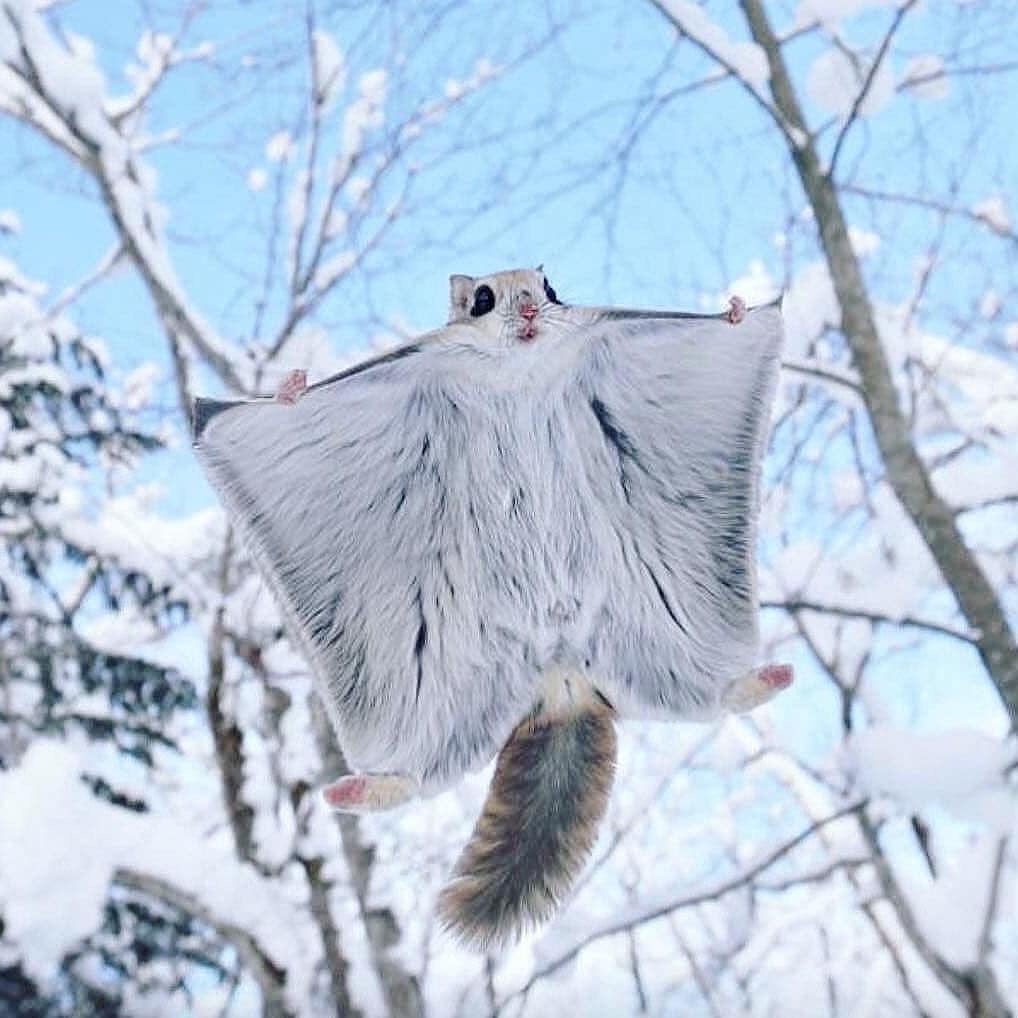 Siberian flying hot sale squirrel pet