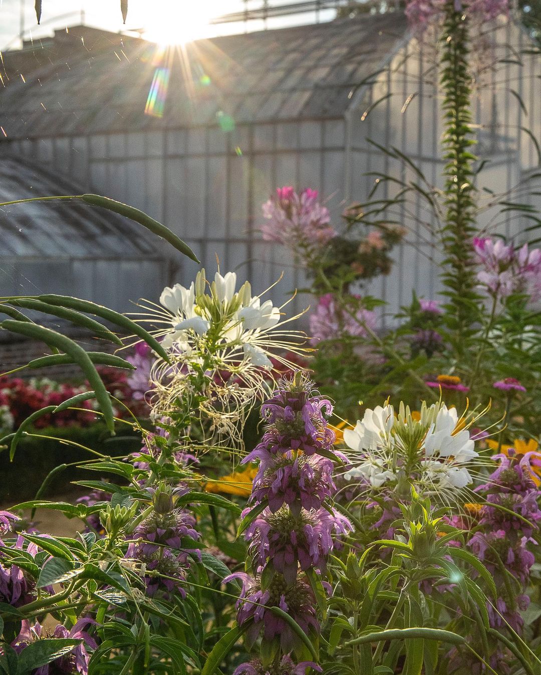 lecmn instagram on Pinno Passion fleurs Le château de Bouges