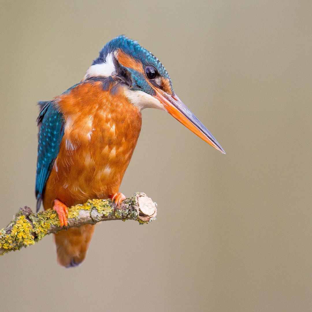 Warren Price 📷 🐾 on Pinno: #wildlife #wildlifephotography #wildlife...