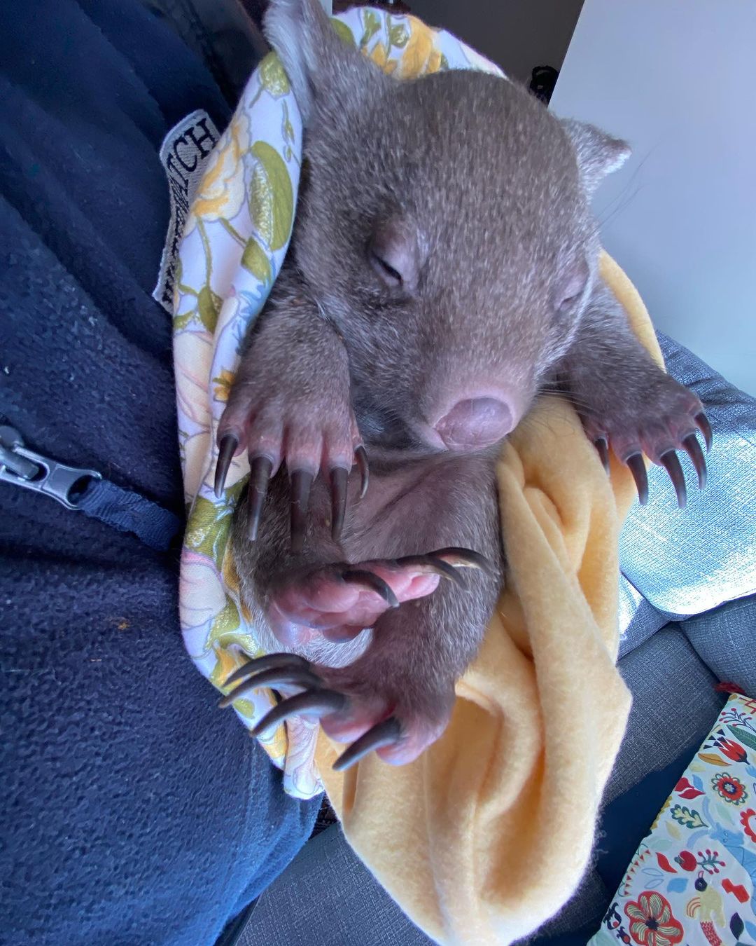 wombat_rescue@instagram on Pinno: Meet newest bub Indy. It was amazing ...