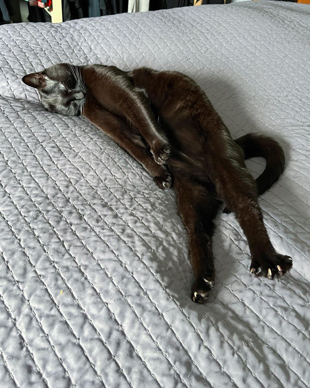 ari_the_panther@instagram on Pinno: The stretchier the tootsies, the ...