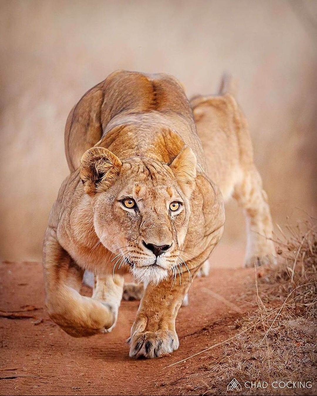 joysafaribay@instagram on Pinno: A lioness stalking a herd of impala in t...