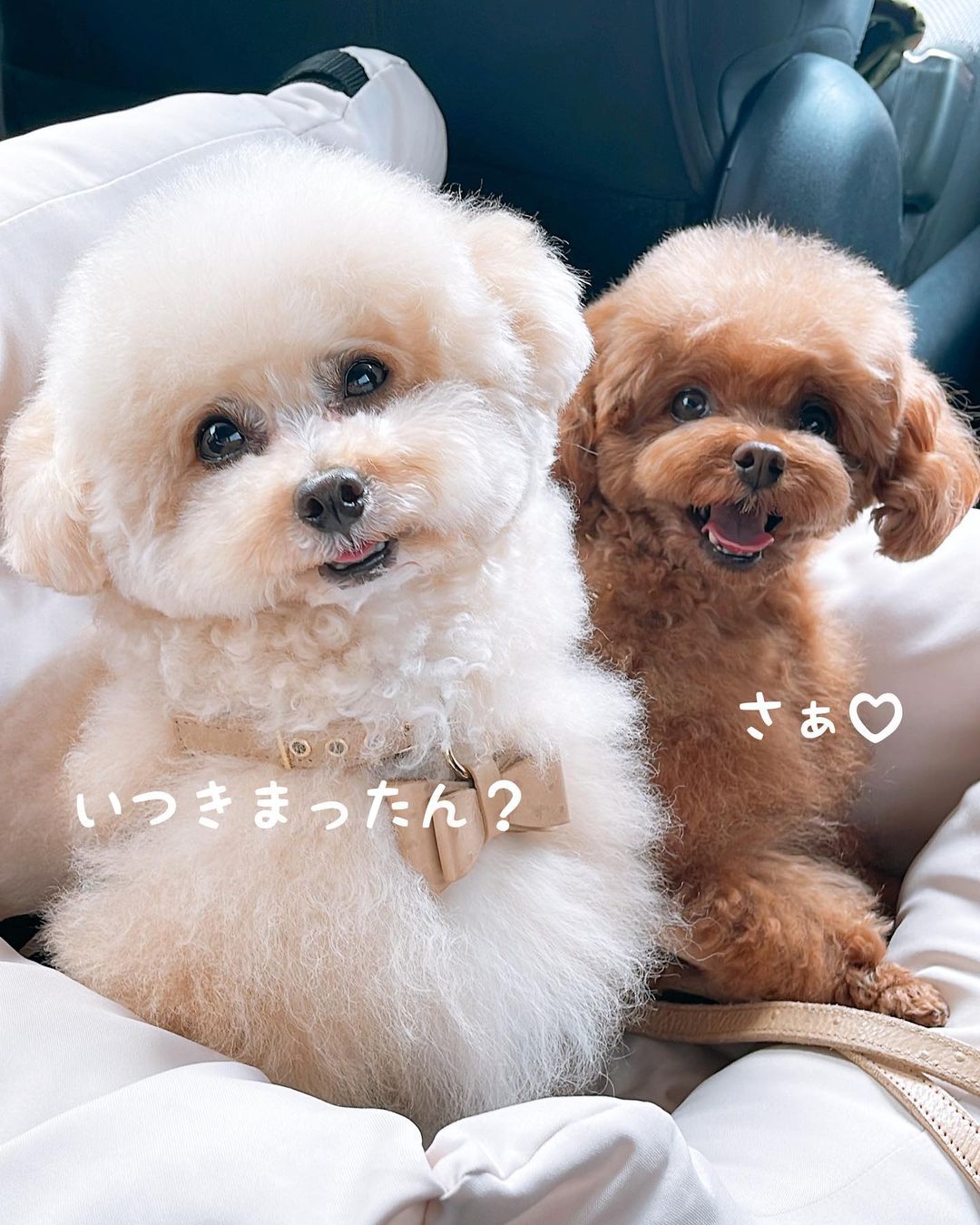 もっちゃん 81yWvzU2qfL._UF350,350_QL50_.jpg